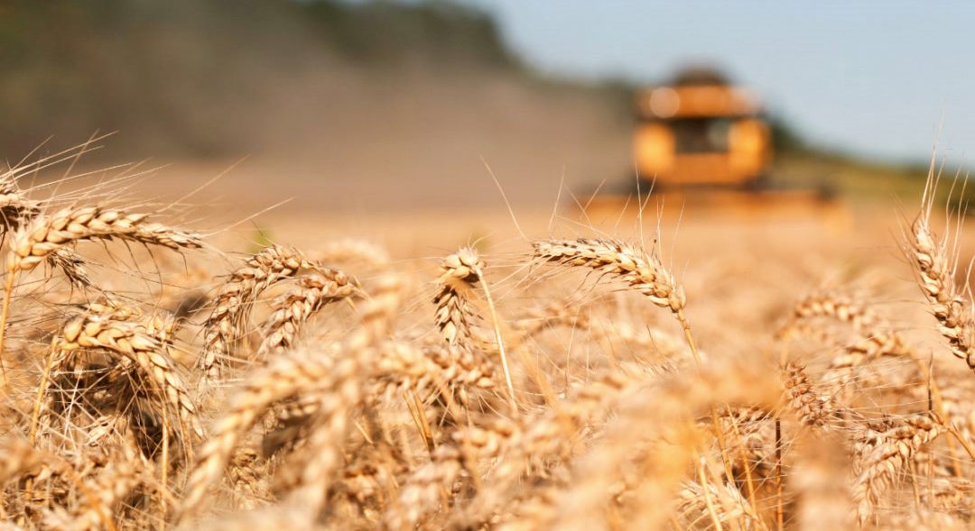 OKB: 25 milione tone drithera te bllokuara ne Ukraine